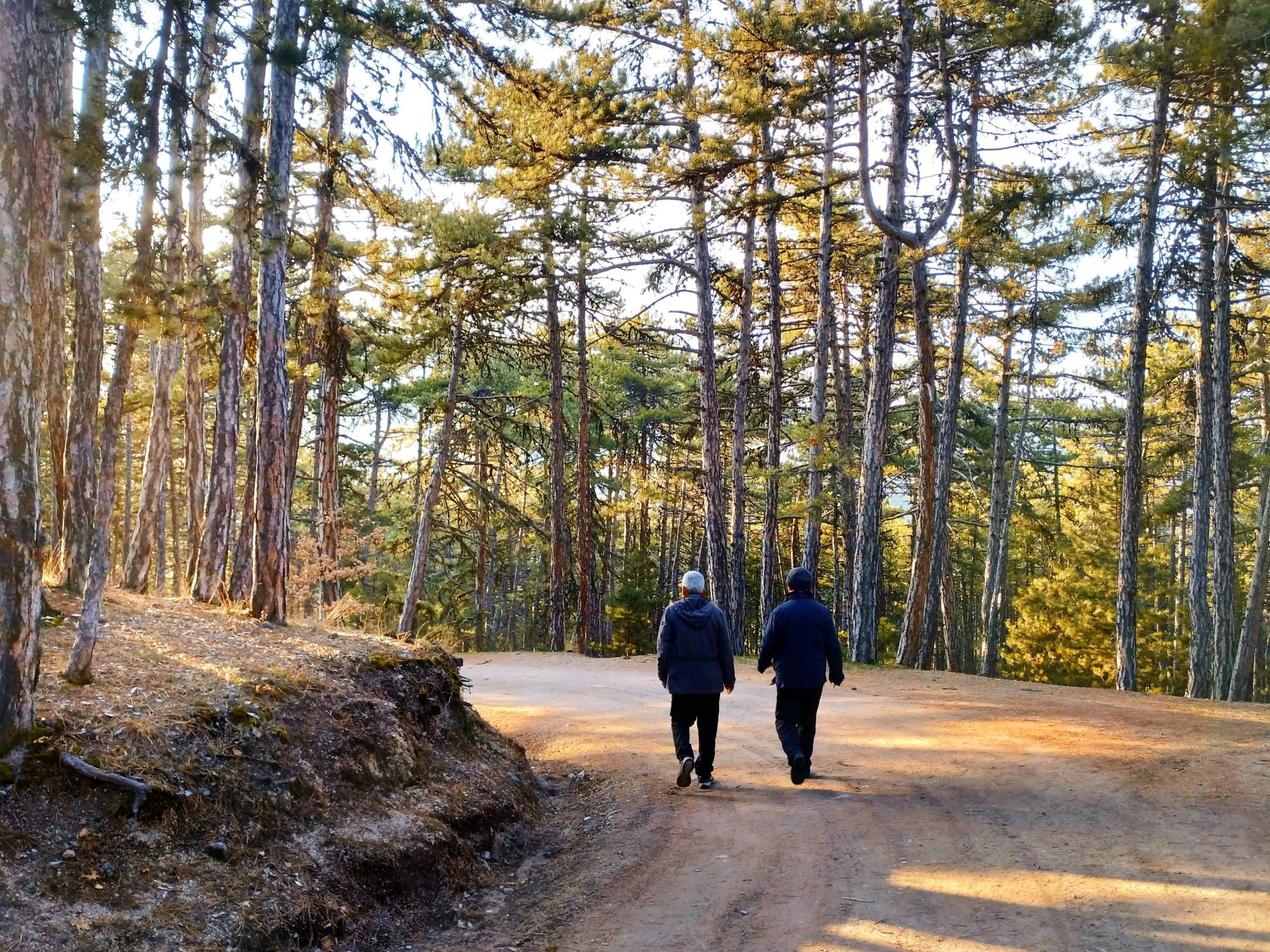 Two people walking on a sunlit dirt road surrounded by tall trees in a serene forest.